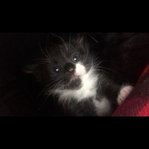 Meet your Posher, Isaac